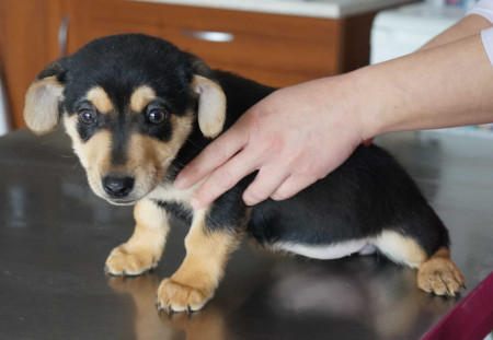 Missy - rezervovaná (BA)